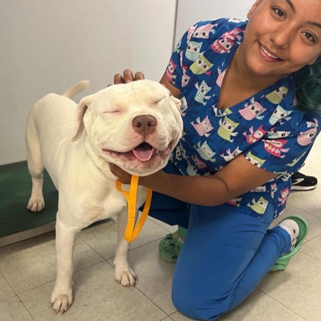 Spay & Neuter ANGEL DAY Memphis TN!!!! Stand Up For Pits Foundation