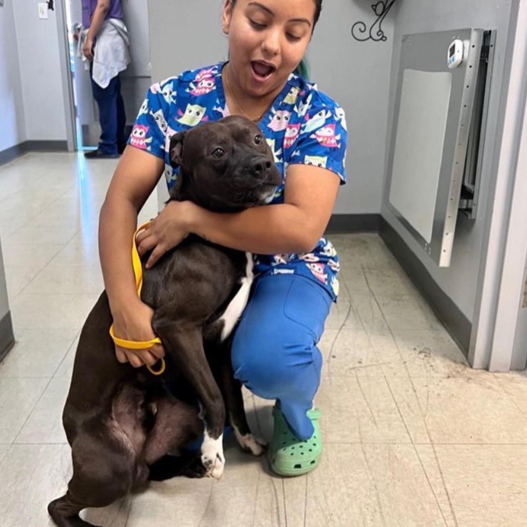 Spay & Neuter ANGEL DAY Memphis TN!!!! Stand Up For Pits Foundation