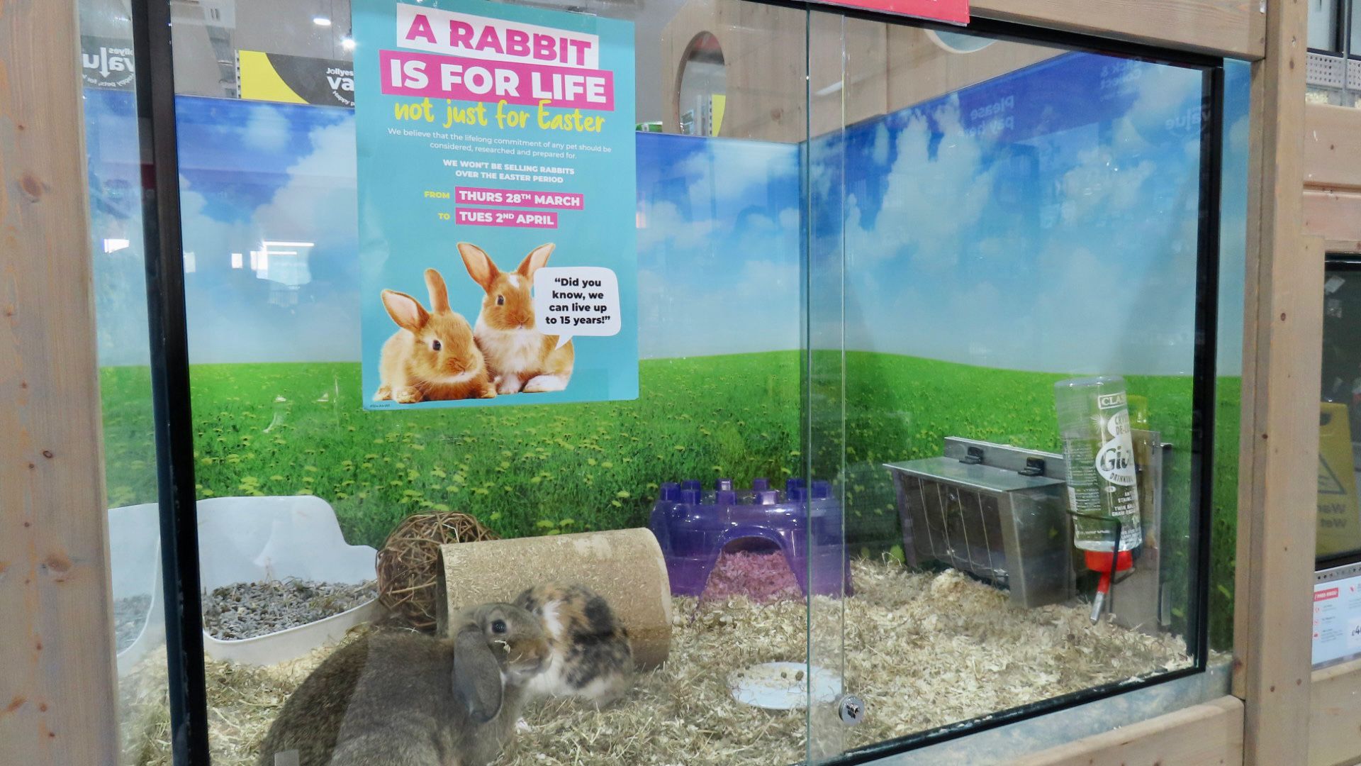 Jollyes unveils Easter bunny ban to promote responsible pet ownership Stand Up For Southport