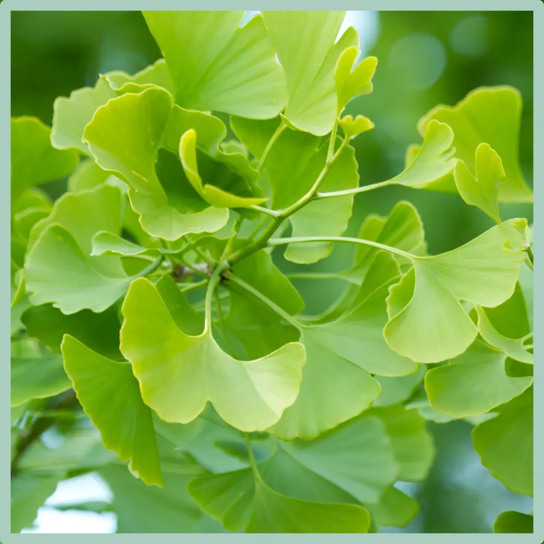 Ginkgo Biloba and Tinnitus A Scientific Exploration of Potential