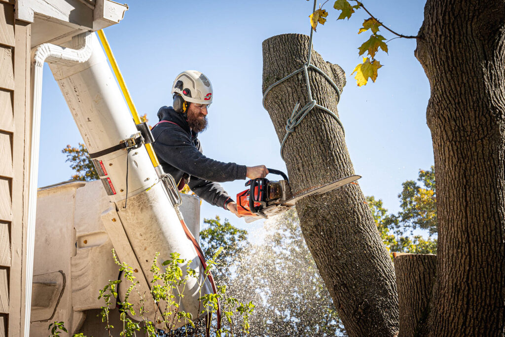 Rhode Island Tree Service & Tree Removal