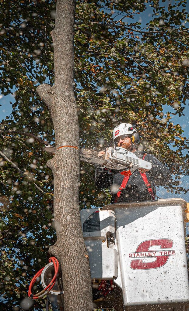 Rhode Island Tree Removal Services