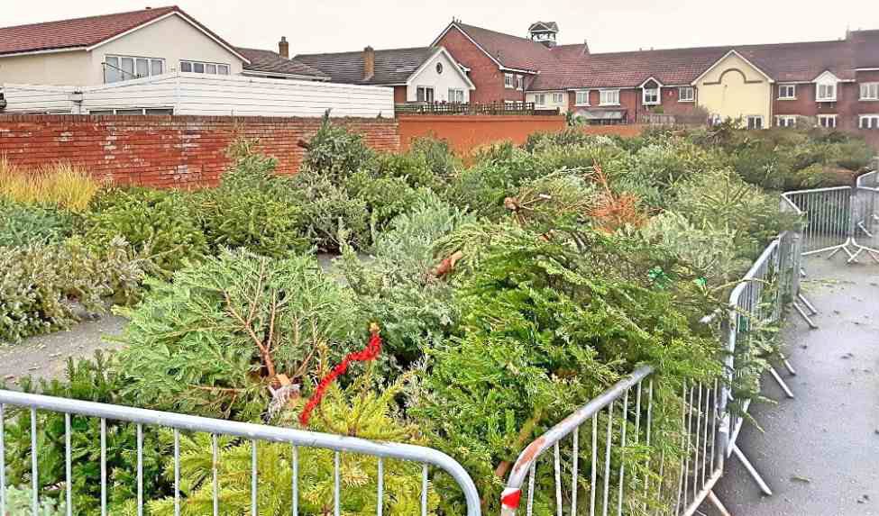 Christmas Tree Collection St Anne's in Bloom