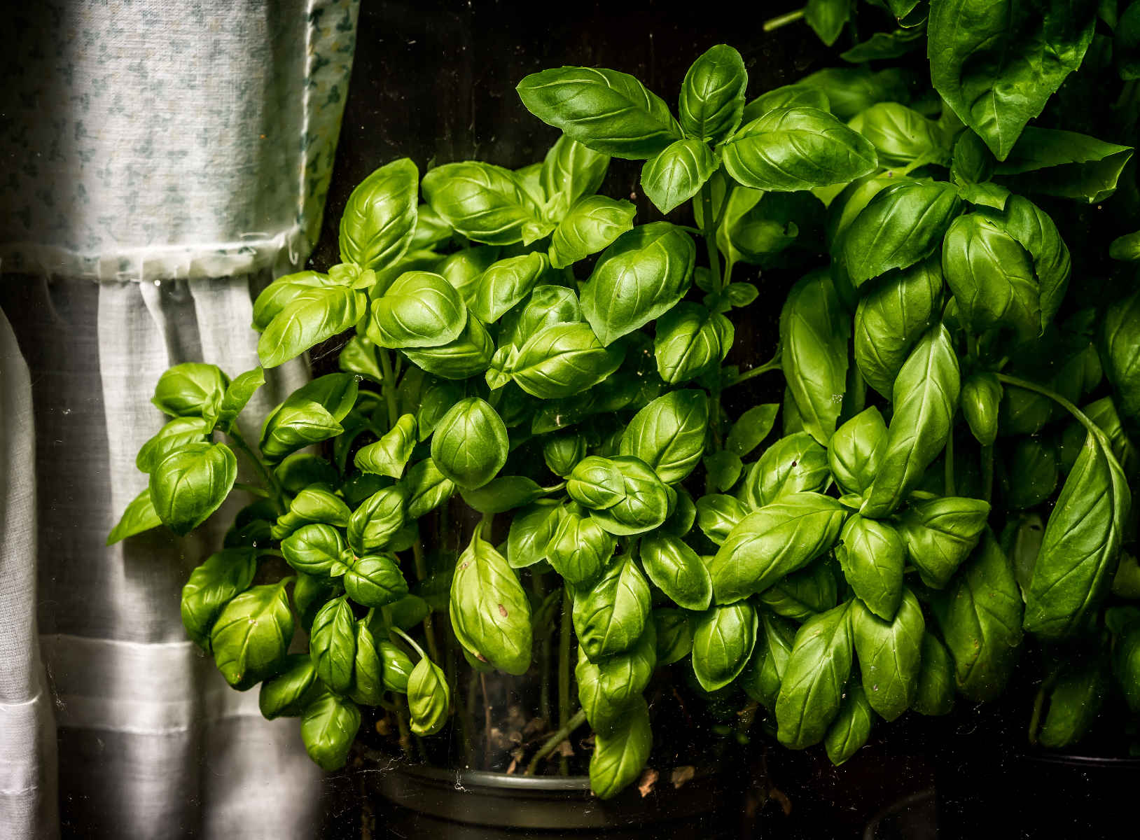 basil in kitchen window Stan Schaap PHOTOGRAPHY