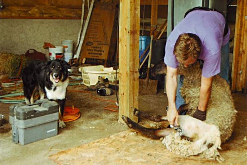 Wool St. Ansgar Saddle & Wool Company