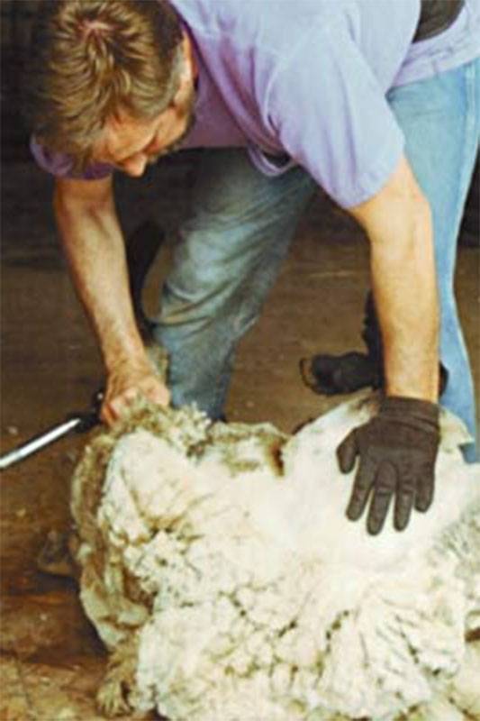 Wool St. Ansgar Saddle & Wool Company