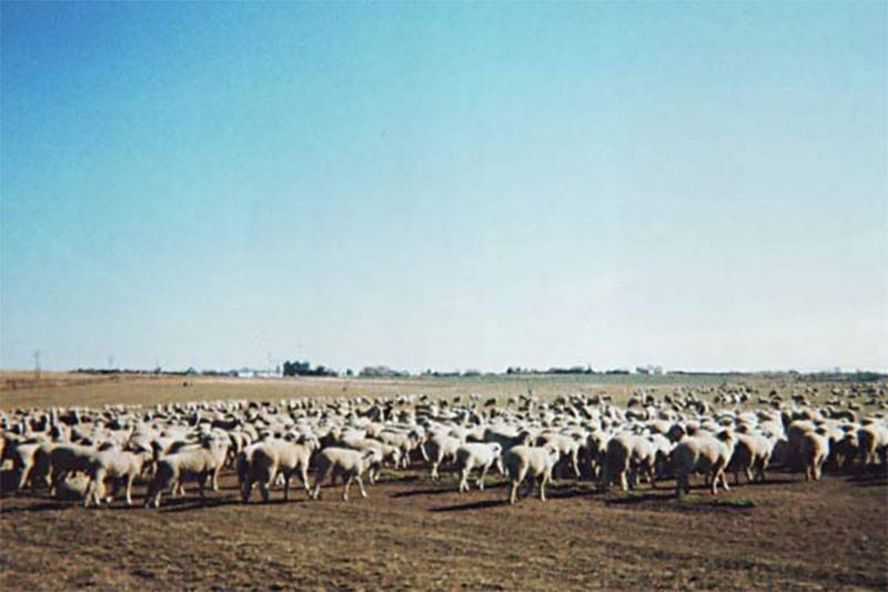 Wool St. Ansgar Saddle & Wool Company