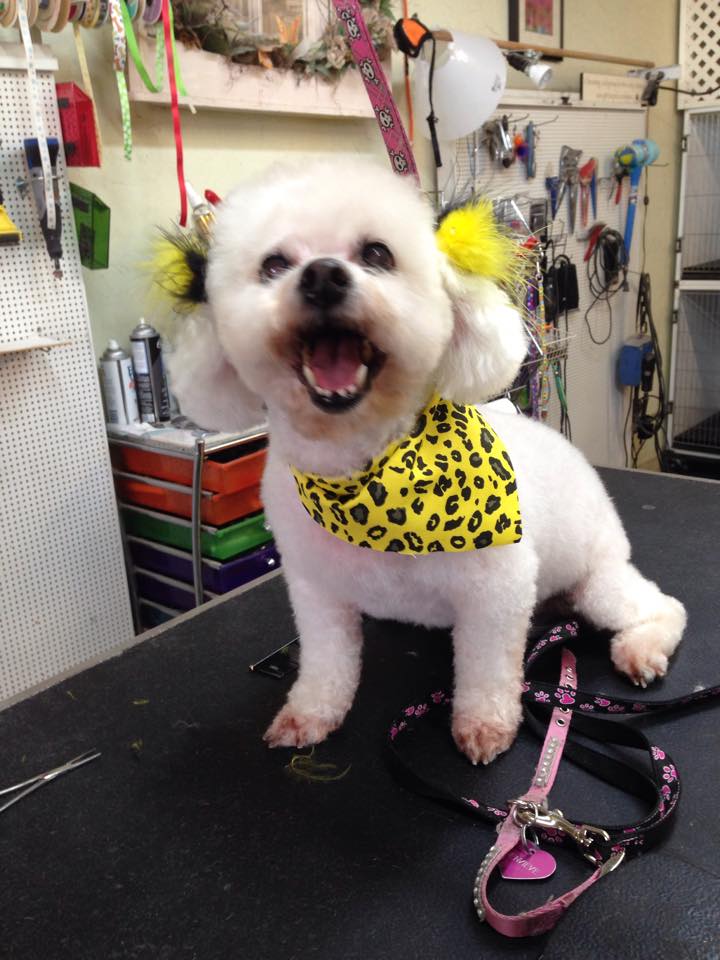 Doggie Stylin GROOMING SALON