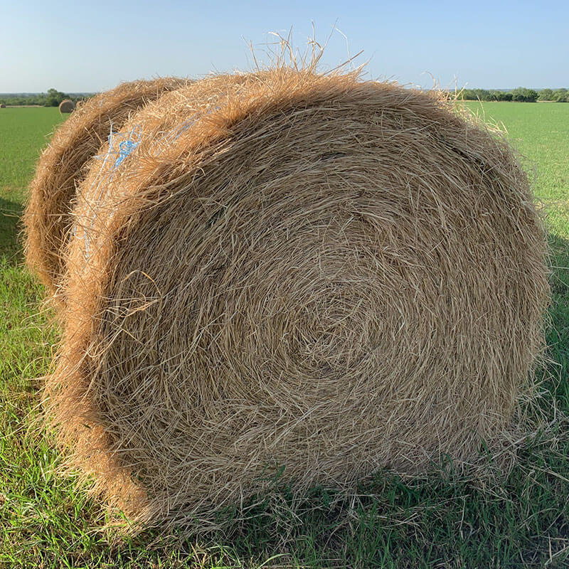 South Texas Hay King Stanton Braford Ranch Poteet, Texas