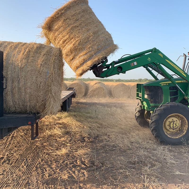 South Texas Hay King Stanton Braford Ranch Poteet, Texas
