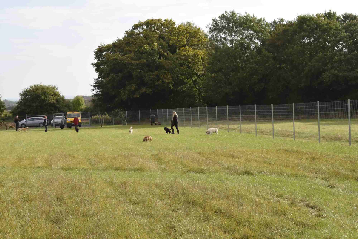 Staple Dogs Run Free