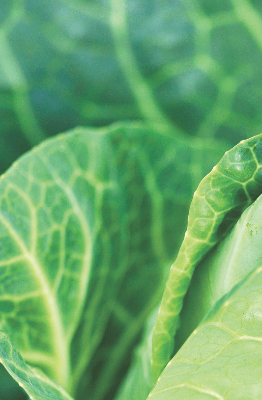 Staples Vegetables Great British Farmers