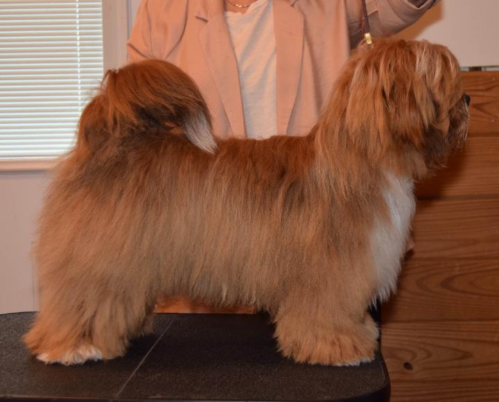 Red Starborn Havanese