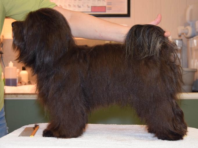 Birdy Starborn Havanese