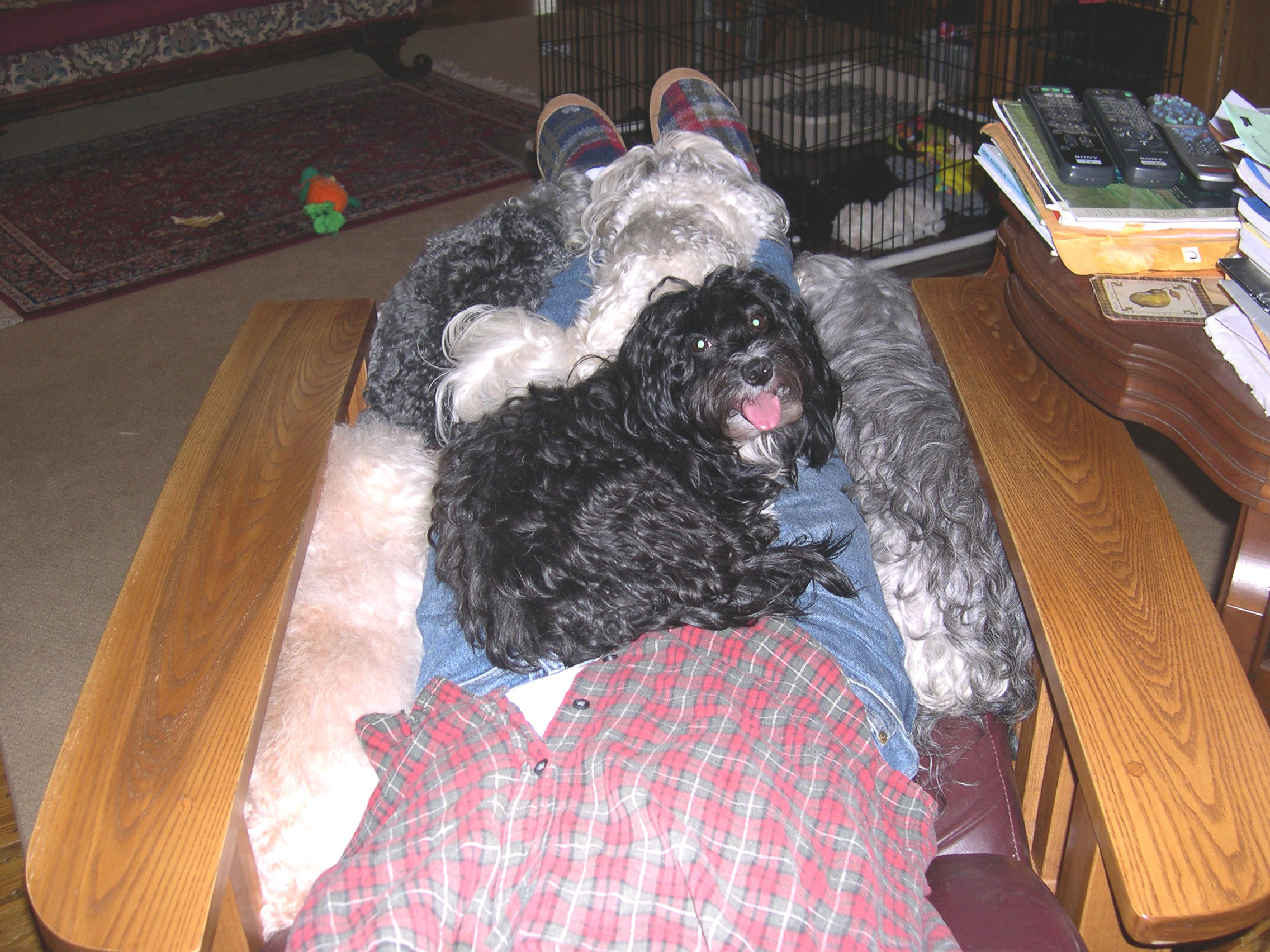 lapdogs Starborn Havanese