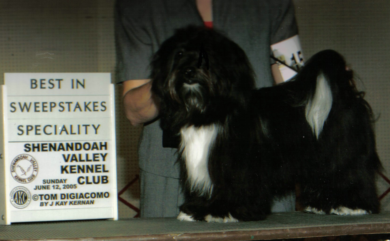 Poshpage Starborn Havanese