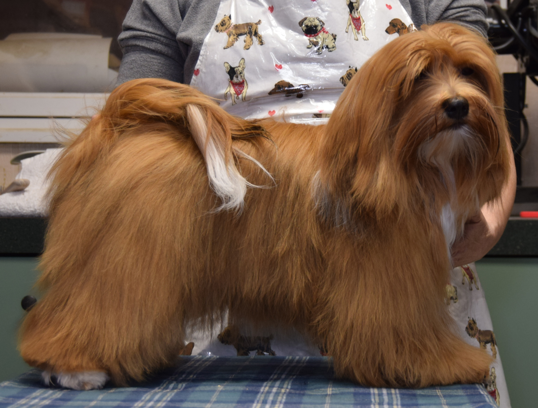 Newpuppies Starborn Havanese