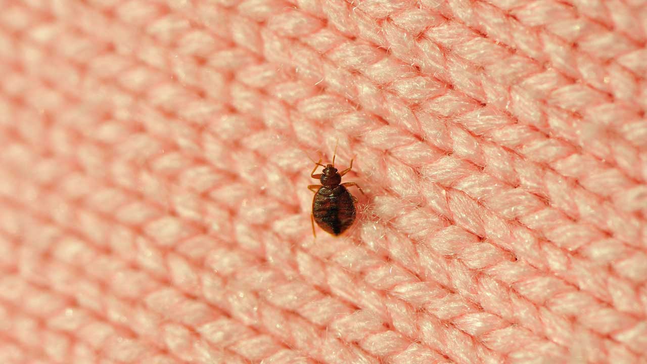 Bed Bug Control Service in Abu Dhabi, U.A.E (2022)