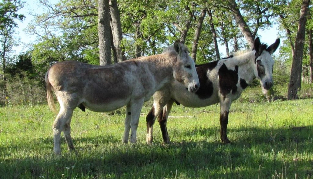 Using Guard Donkeys on Your Ranch Star Creek Ranch