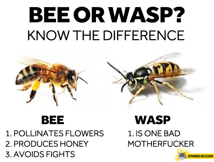 Bee or wasp the difference
