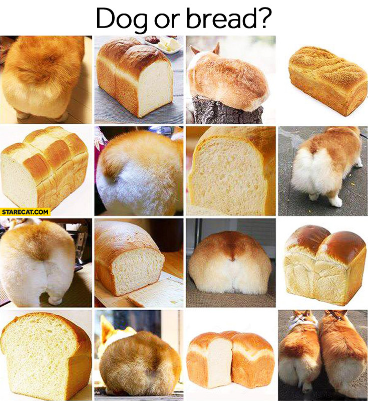 Dog or bread? dogorbread