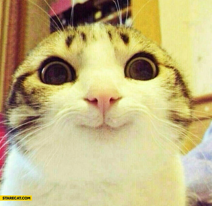Smiling cat
