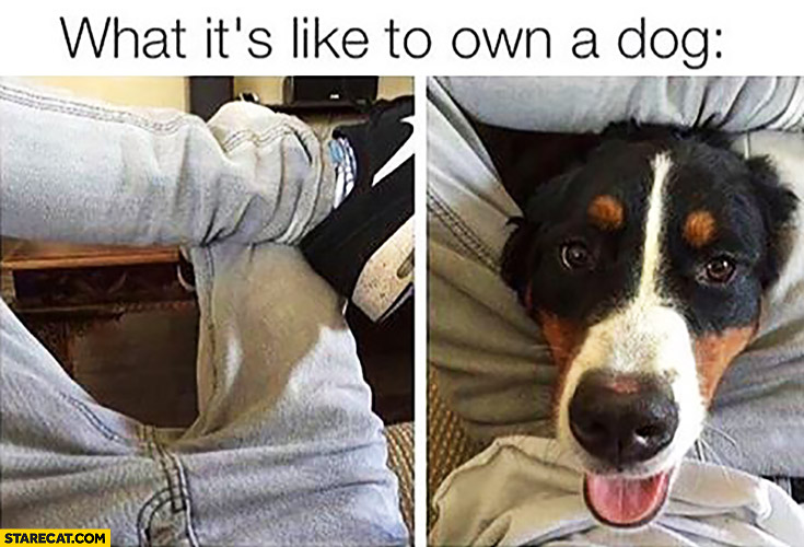 memes, funny pictures, GIFs and LOL pics Page 982