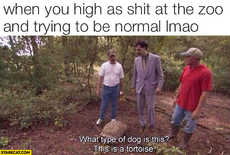 When you’re high at the ZOO and trying to be normal Borat what type of
