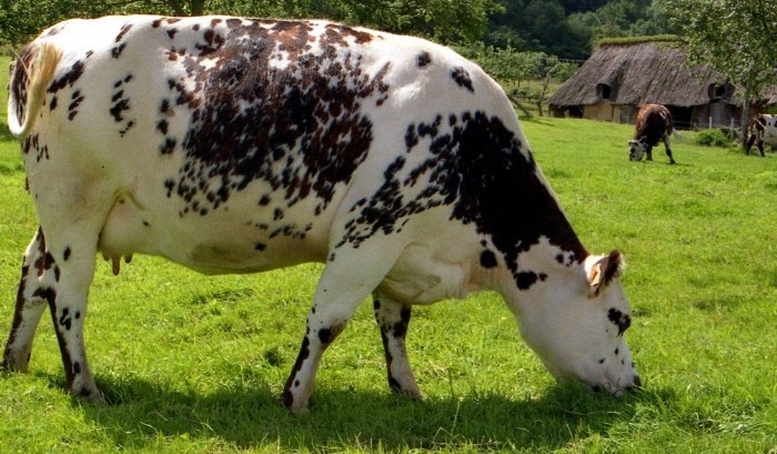 Berbeda dengan jenis sapi perah yang khusus menghasilkan . Sapi Normande Sapi Perah Prancis Dengan Kualitas Susu Terbaik Star Farm International