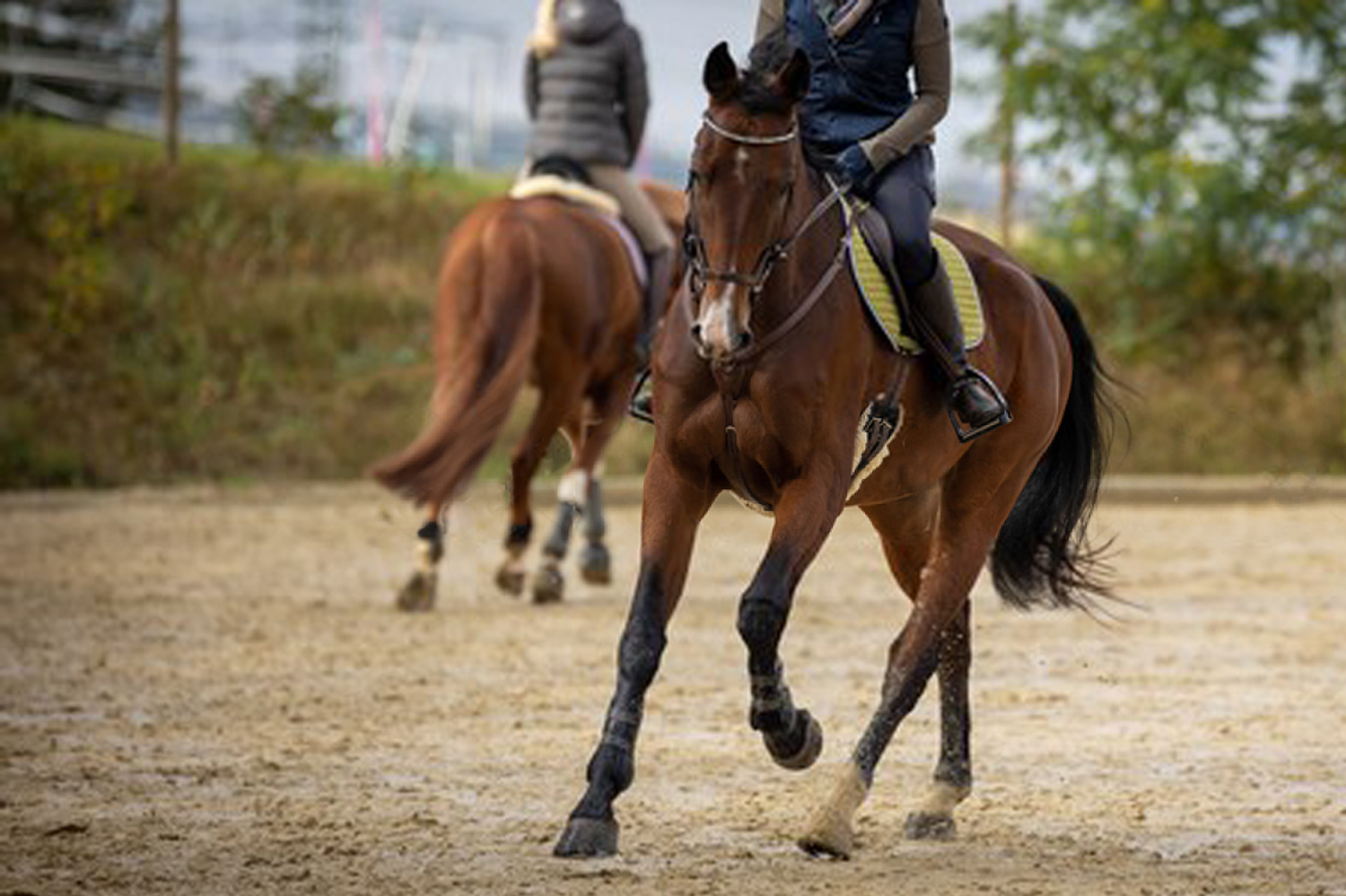 Proper Arena Etiquette Stargazey's Equine Therapy