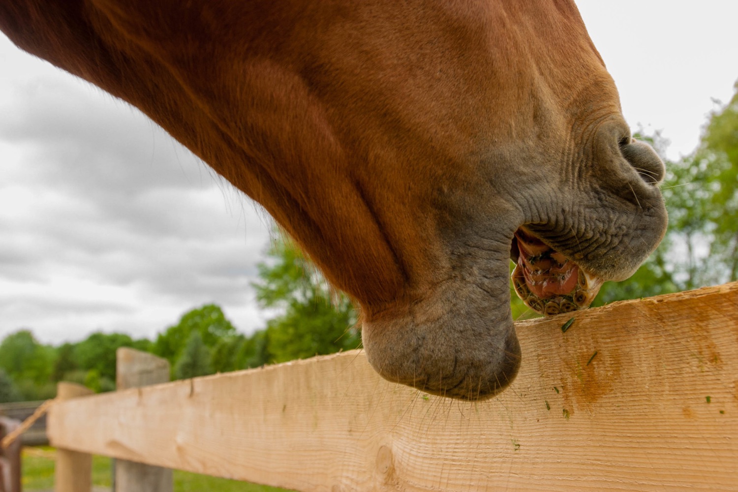 What Does Crib Mean For Horses at Sheila Simons blog