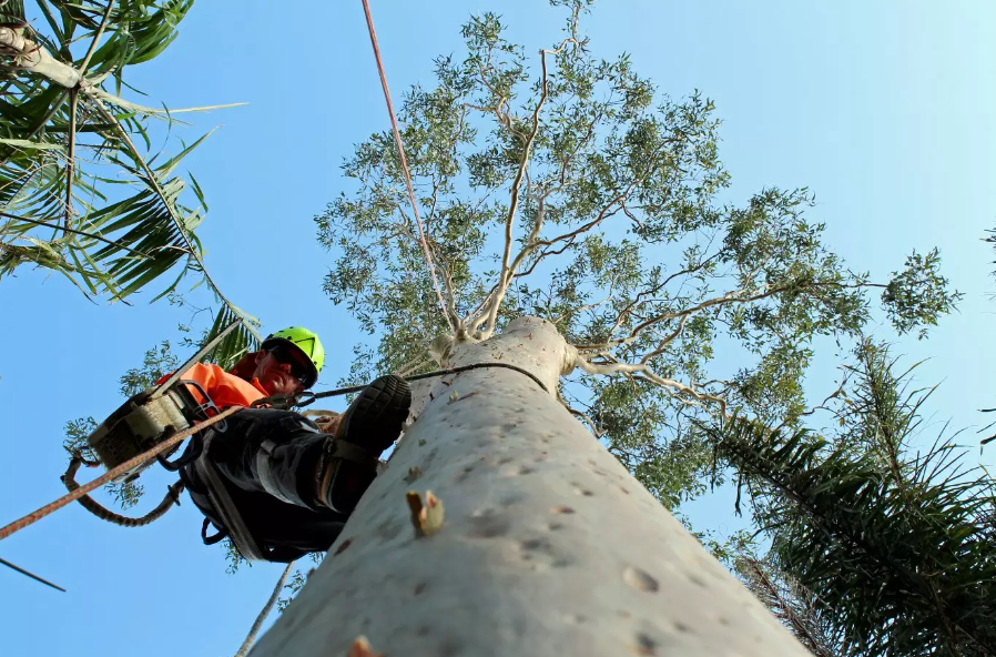 When Should You Need To Hire A Tree Lopper On Gold Coast?