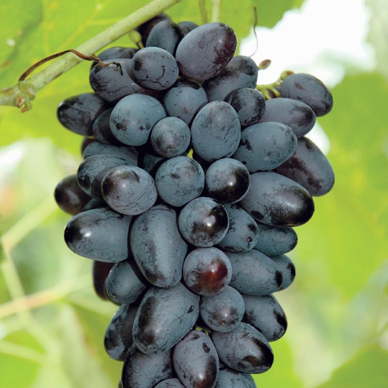 Joy Seedless Grape Grape Vines For Sale Stark Bro's