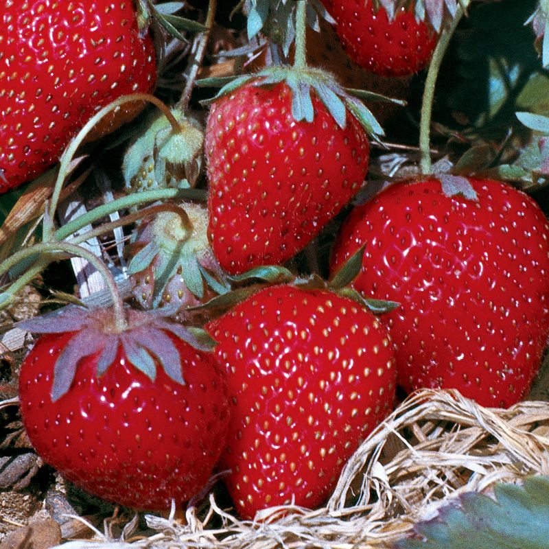 Allstar Strawberry Strawberry Plants Stark Bro's