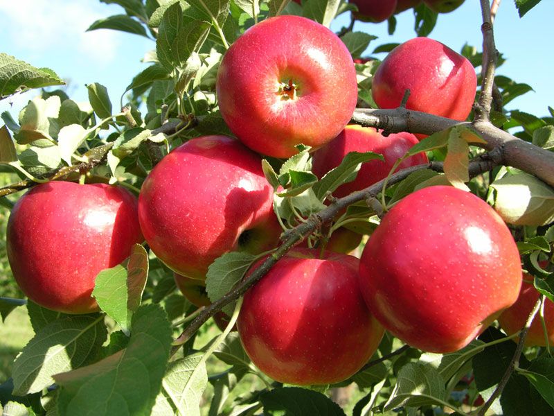 CrimsonCrisp™ Apple Apple Trees Stark Bro's