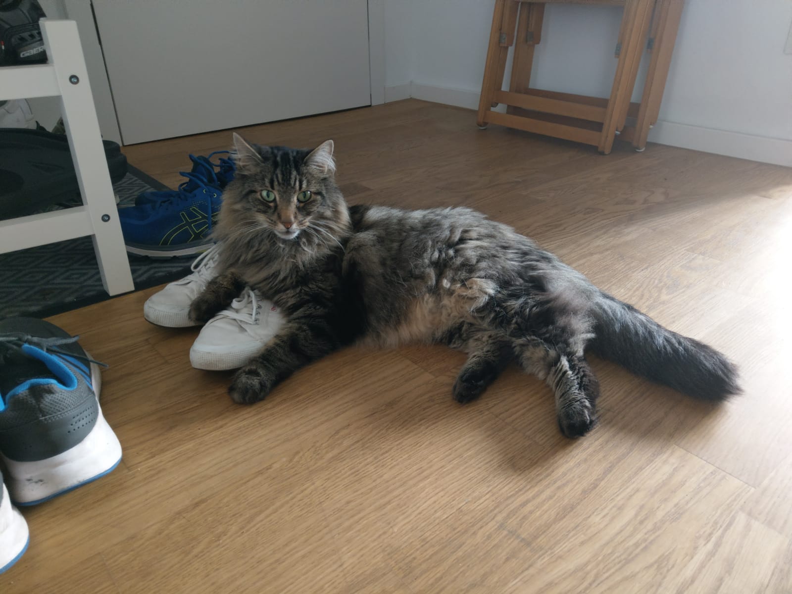 Starke & Seidel Wenn Katzen Übelkeit, Appetitlosigkeit und Apathie zeigen