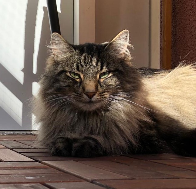 Starke & Seidel Wenn Katzen Übelkeit, Appetitlosigkeit