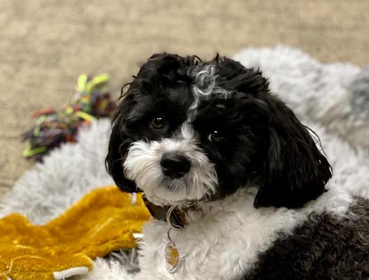 Farmington Vet Exams Dog Vet