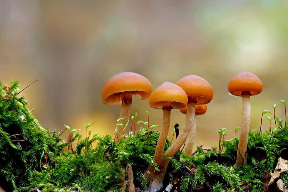 10 Common Mushrooms In Virginia Star Mushroom Farms
