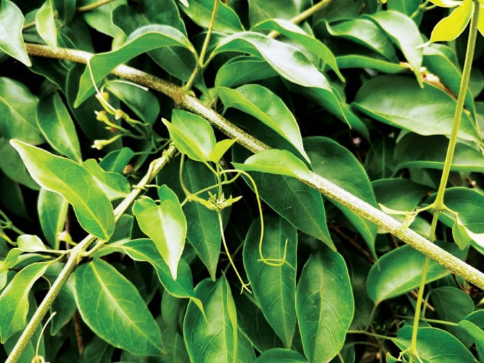 The Garlic Vine An amazing vine from the wilderness of Amazon Star