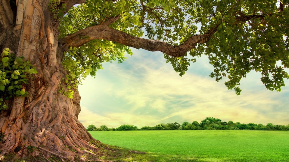 Gazing at greener pastures Star of Mysore