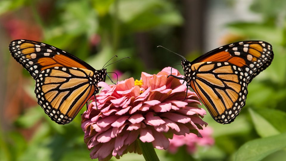 Butterflies and all things good Star of Mysore