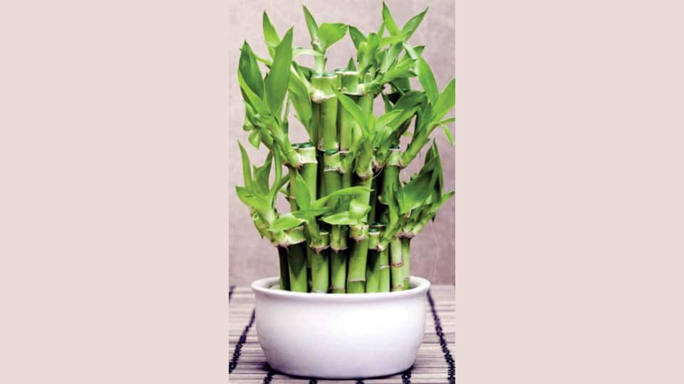 Lucky Bamboo for good energy Star of Mysore