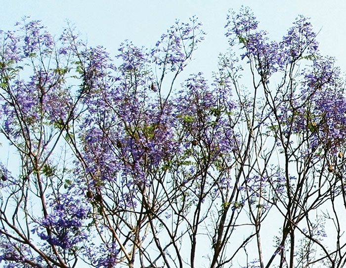 Jacaranda Flower Meaning Best Flower Site