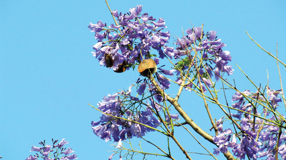 Jacaranda Tree Flower