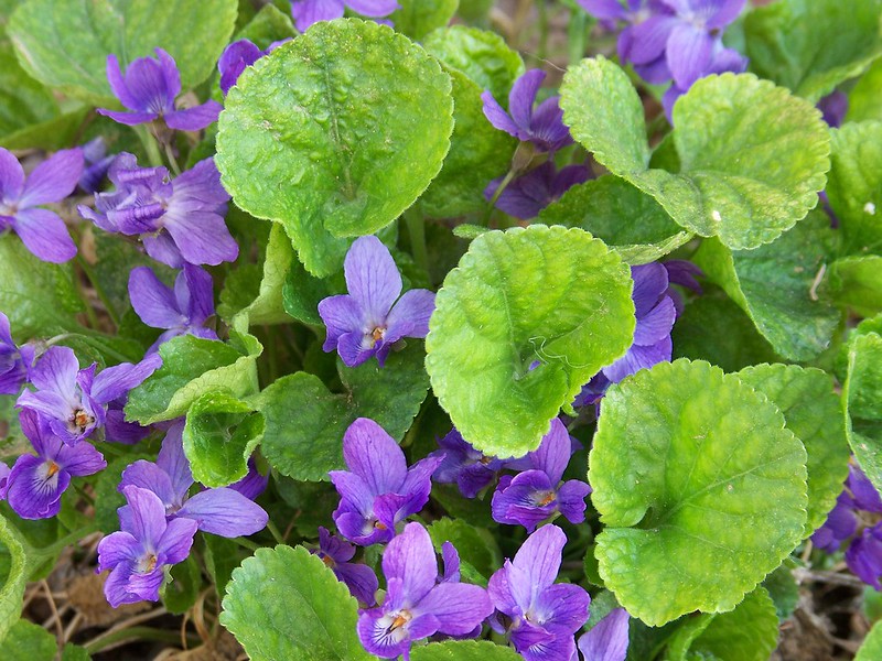 Sweet Violet (Viola Odorata) and Parma Violet How to Grow Treasures Star of Nature