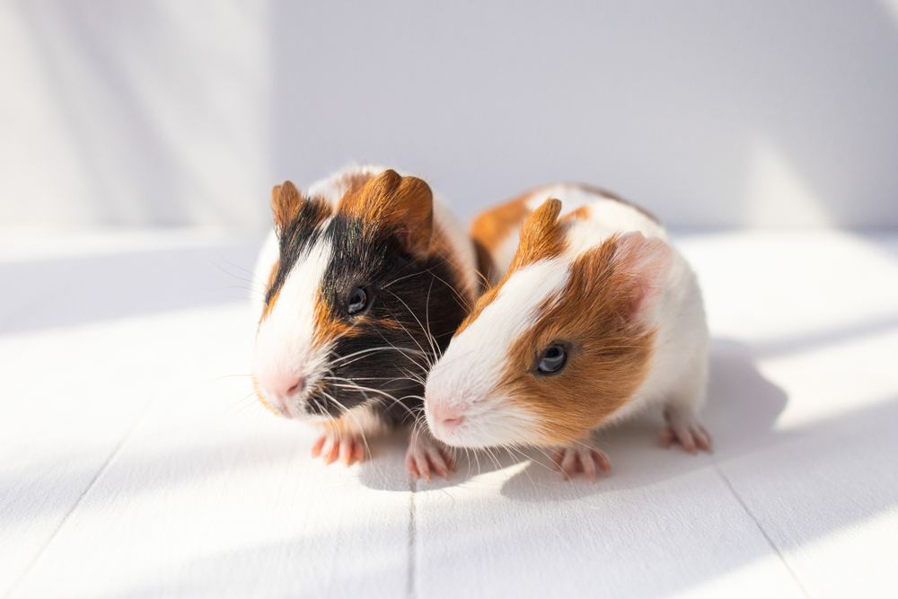 Core Values Vet in Austin Star of Texas Veterinary Hospital