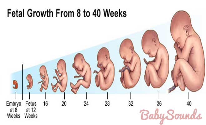 The Process Of Conception And Prenatal Human Development – Starpathdesign