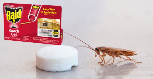 Most Effective Way to Control Cockroaches NewStar Pest Control