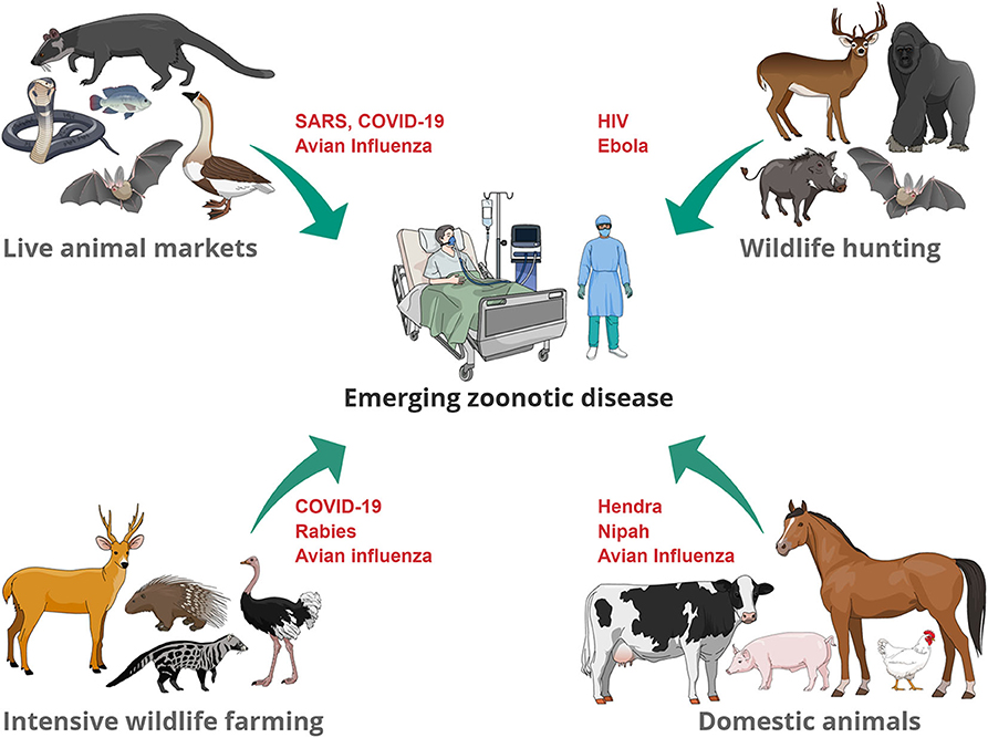 Zoonotic Infections Diseases Transmitted from Animals to Humans